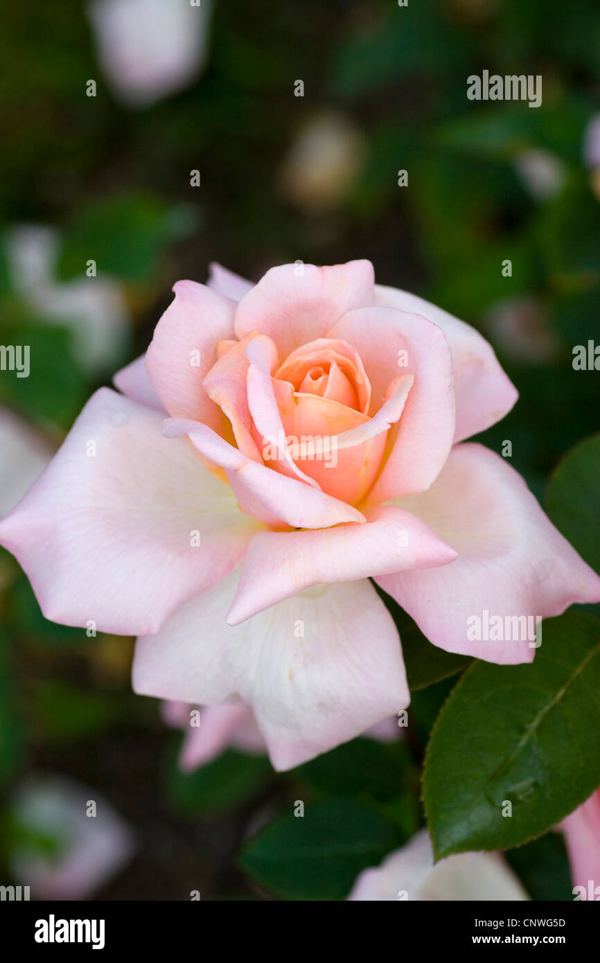 ornamental rose (Rosa 'Michele Meilland', Rosa Michele Meilland), cultivar Michele  Meilland Stock Photo - Alamy