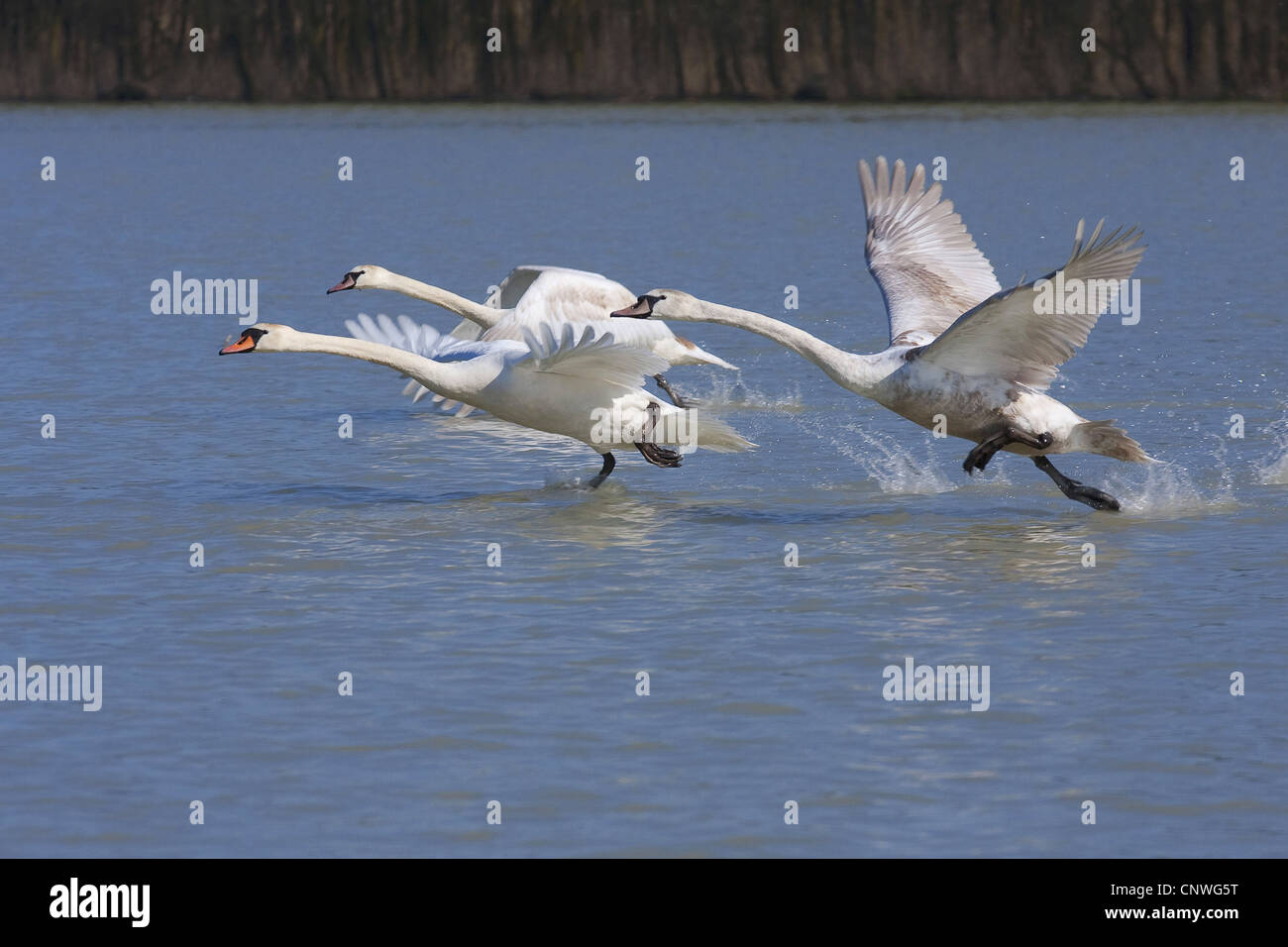 mute swan (Cygnus olor), adult with two juveniles starting from the water surface, Germany, Bavaria, Chiemsee Stock Photo
