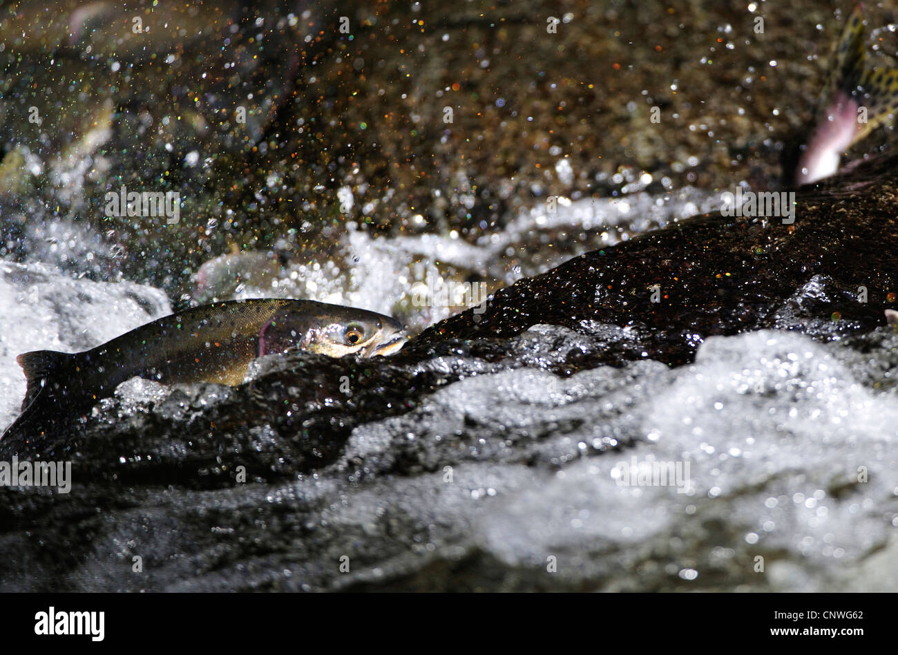 Pacific salmon (Oncorhynchus spec.), overcoming a waterfall, USA, Alaska, Denali Nationalpark Stock Photo