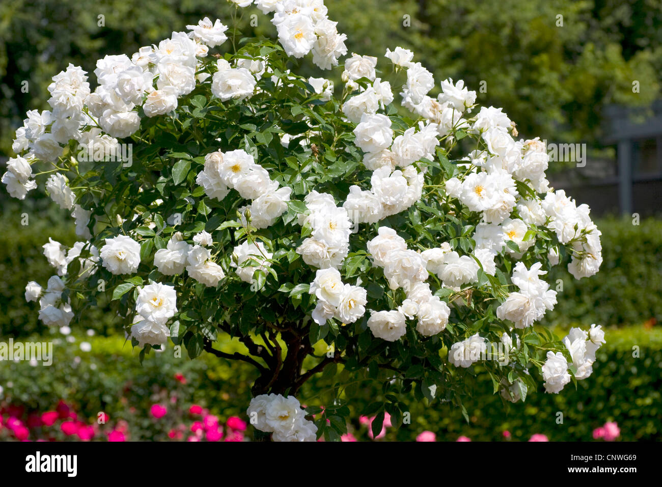 ornamental rose (Rosa 'Schneewittchen', Rosa Schneewittchen), cultivar  Schneewittchen Stock Photo - Alamy