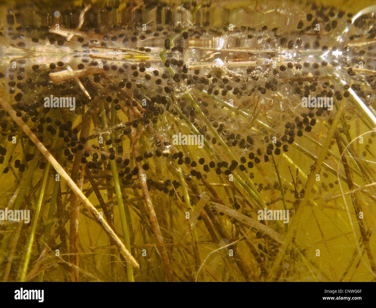 European common toad (Bufo bufo), string of spawn at rushes, Germany, Bavaria Stock Photo