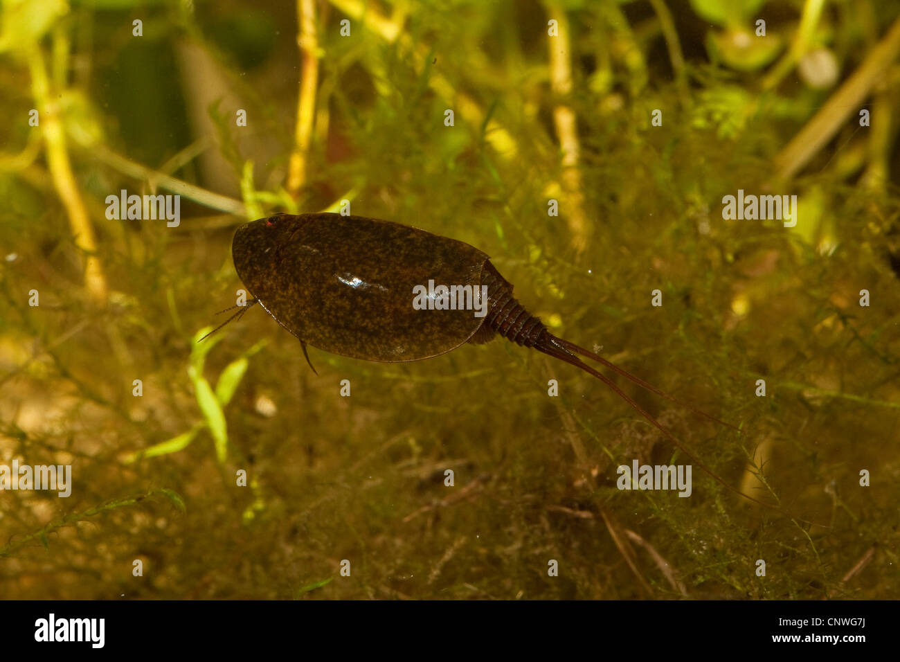 Tadpole Shrimp (Lepidurus apus, Lepidurus productus), single animal, swimming, Germany, Bavaria Stock Photo