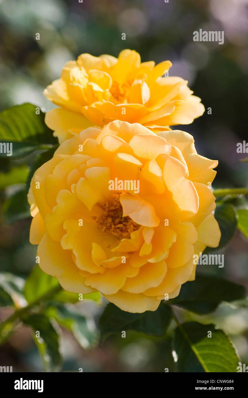 ornamental rose (Rosa 'Amber Queen', Rosa Amber Queen), cultivar Amber ...