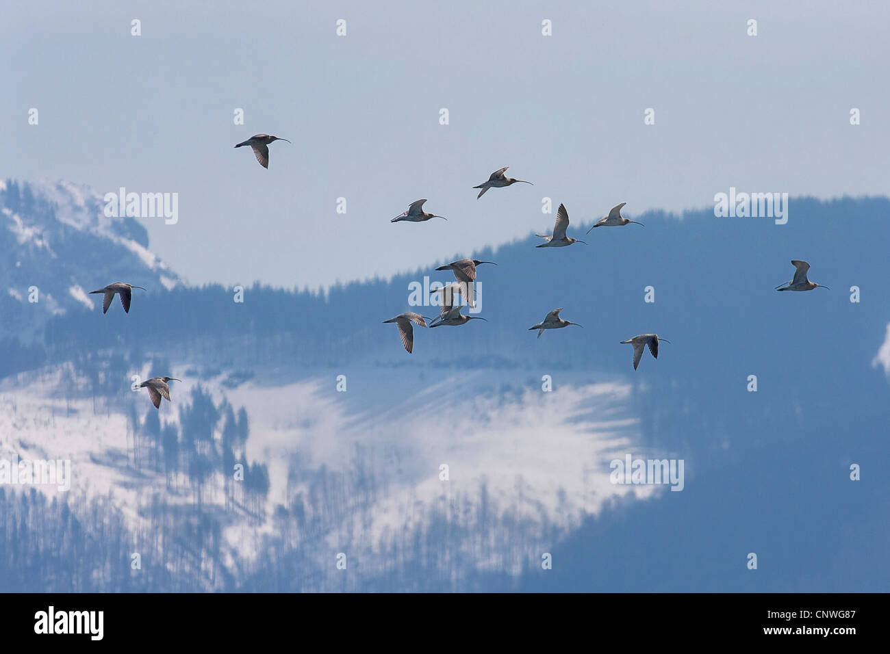 western curlew (Numenius arquata), flock flying over snow covered hill, Germany, Bavaria, Chiemsee Stock Photo