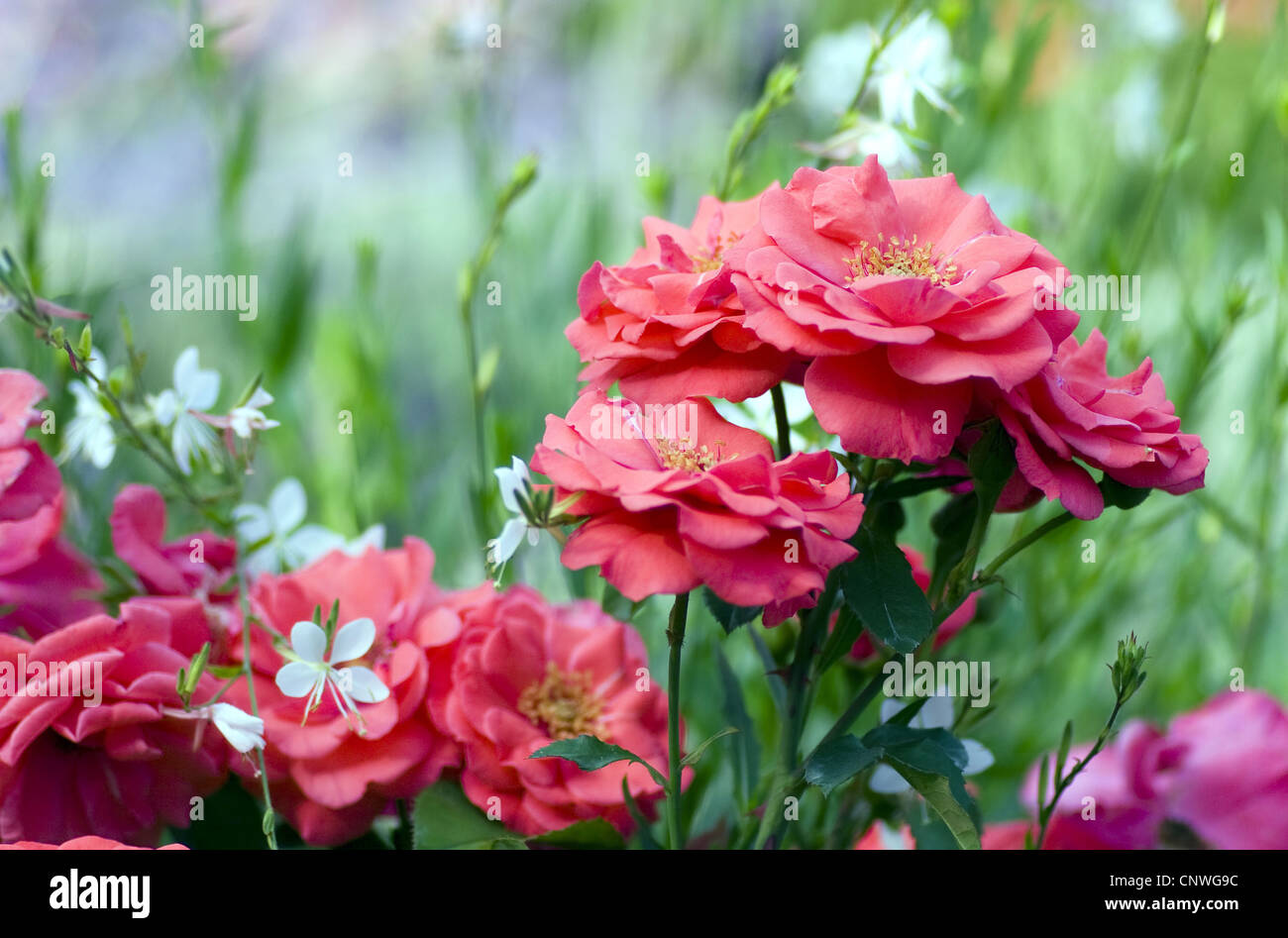 ornamental rose (Rosa 'Bambula', Rosa Bambula), cultivar Bambula Stock Photo Alamy