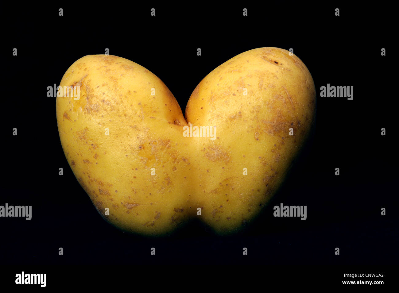 potato (Solanum tuberosum), two jointed potatoes Stock Photo