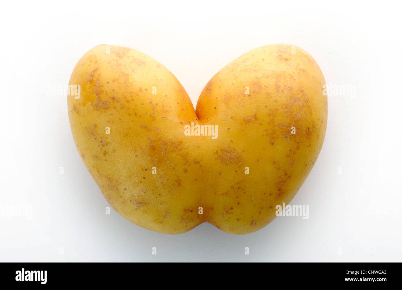 potato (Solanum tuberosum), two jointed potatoes Stock Photo