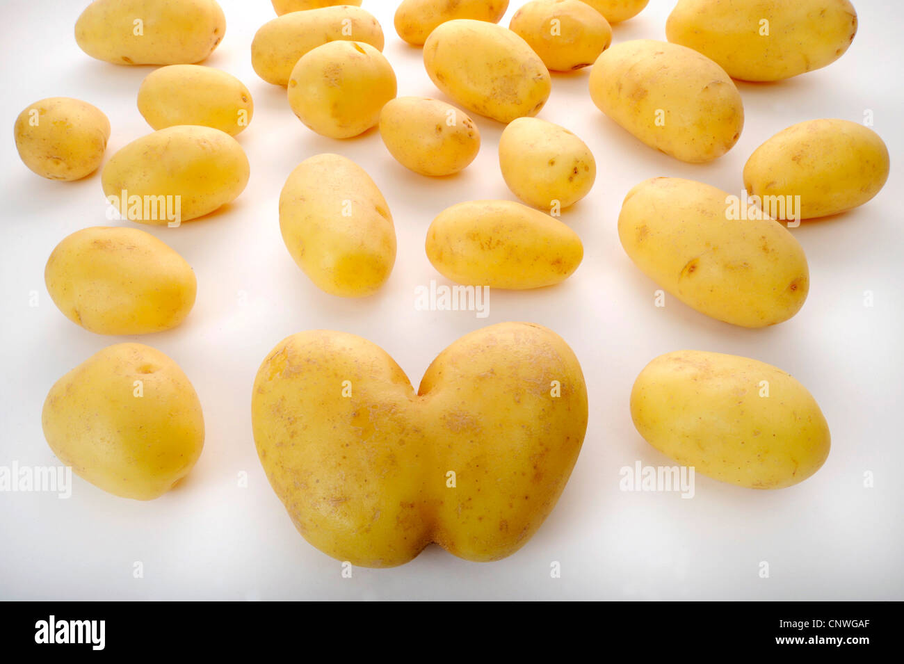 potato (Solanum tuberosum), two jointed potatoes Stock Photo