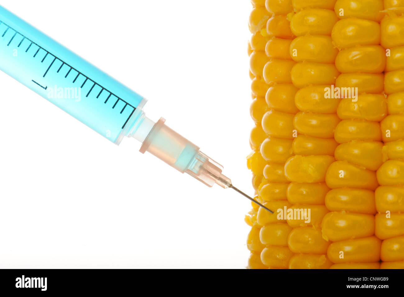 Indian corn, maize (Zea mays), GMO maize with injection Stock Photo Alamy