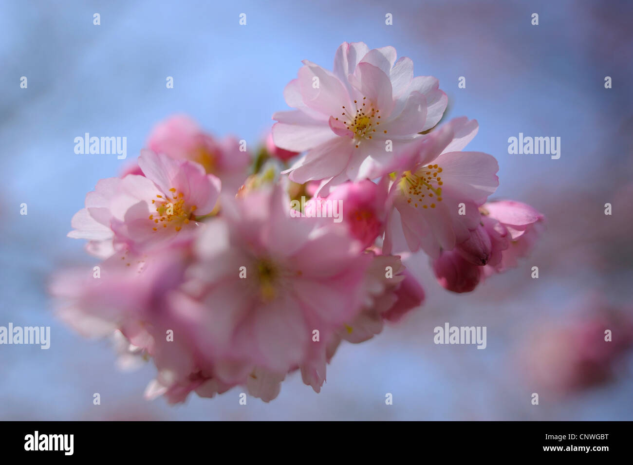 cherry flowers of an ornamental cherry tree Stock Photo