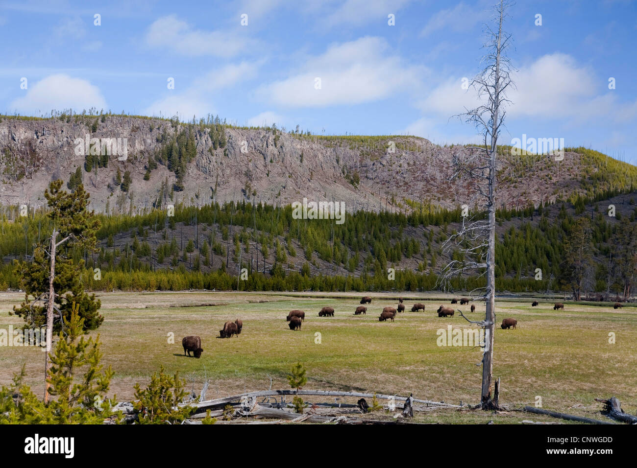American bison, buffalo (Bison bison), herd grazing in meadow, USA, Wyoming, Yellowstone National Park Stock Photo
