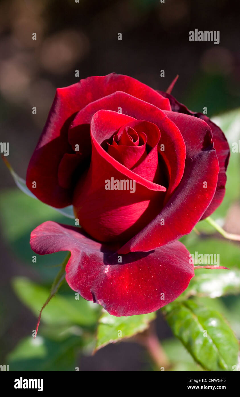 ornamental rose (Rosa 'Black Magic', Rosa Black Magic), cultivar Black Magic  Stock Photo - Alamy
