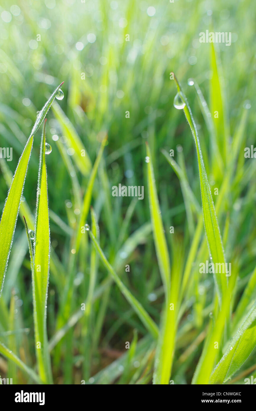 blades of grasswith dew drops, Germany, Bavaria, Spessart Stock Photo