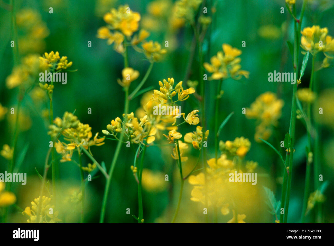 black mustard (Brassica nigra), blooming Stock Photo Alamy