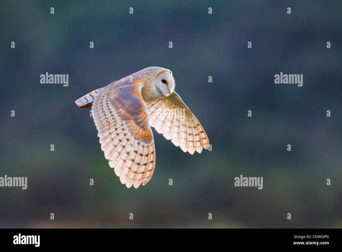 barn owl (Tyto alba), flying, Spain, Balearen, Majorca Stock Photo