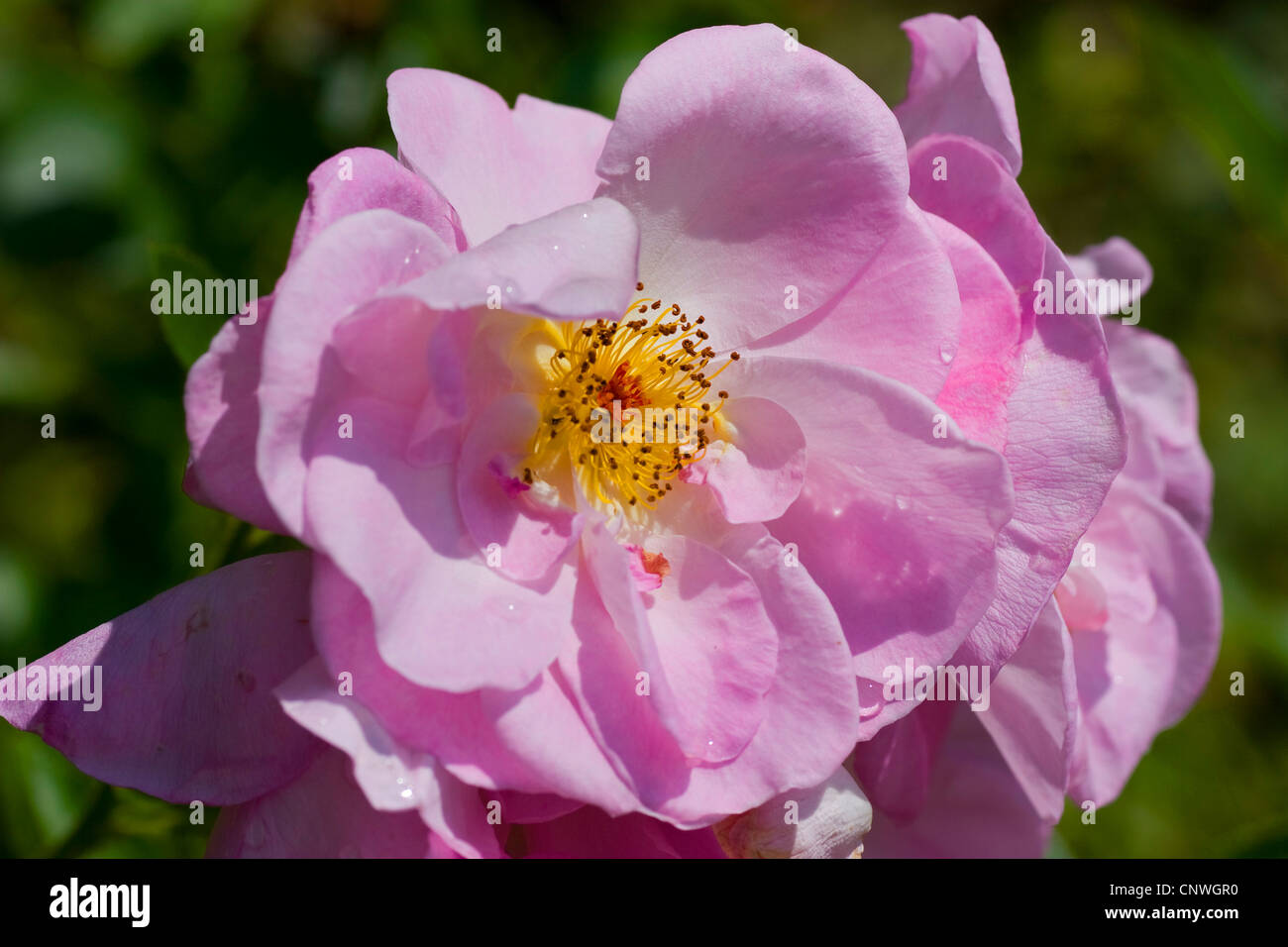 Ornamental Rose Rosa Shalom Rosa Shalom Cultivar Shalom Stock