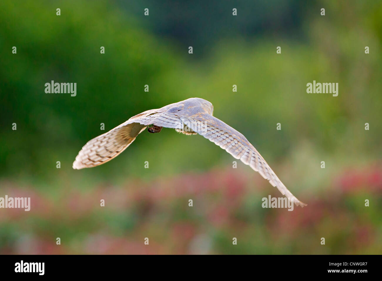 barn owl (Tyto alba), flying, Spain, Balearen, Majorca Stock Photo