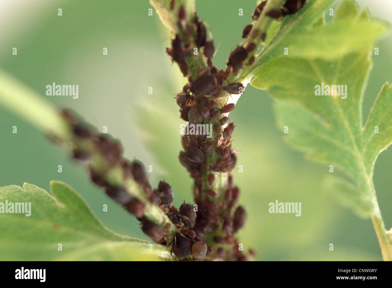 featherfew, feverfew, feather-leaf tansy (Tanacetum parthenium, Chrysanthemum parthenium), with aphids, Aphis spec. Stock Photo