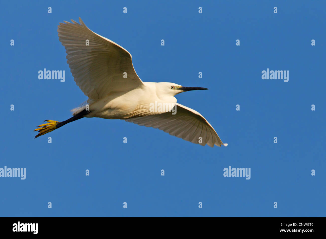 little egret (Egretta garzetta), flying, Spain, Balearen, Majorca Stock Photo