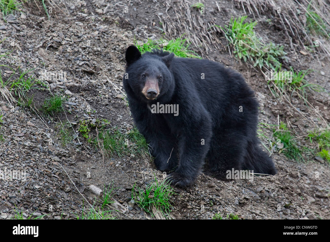 American black bear (Ursus americanus), on slope, USA, Washington, Olympic National Park Stock Photo