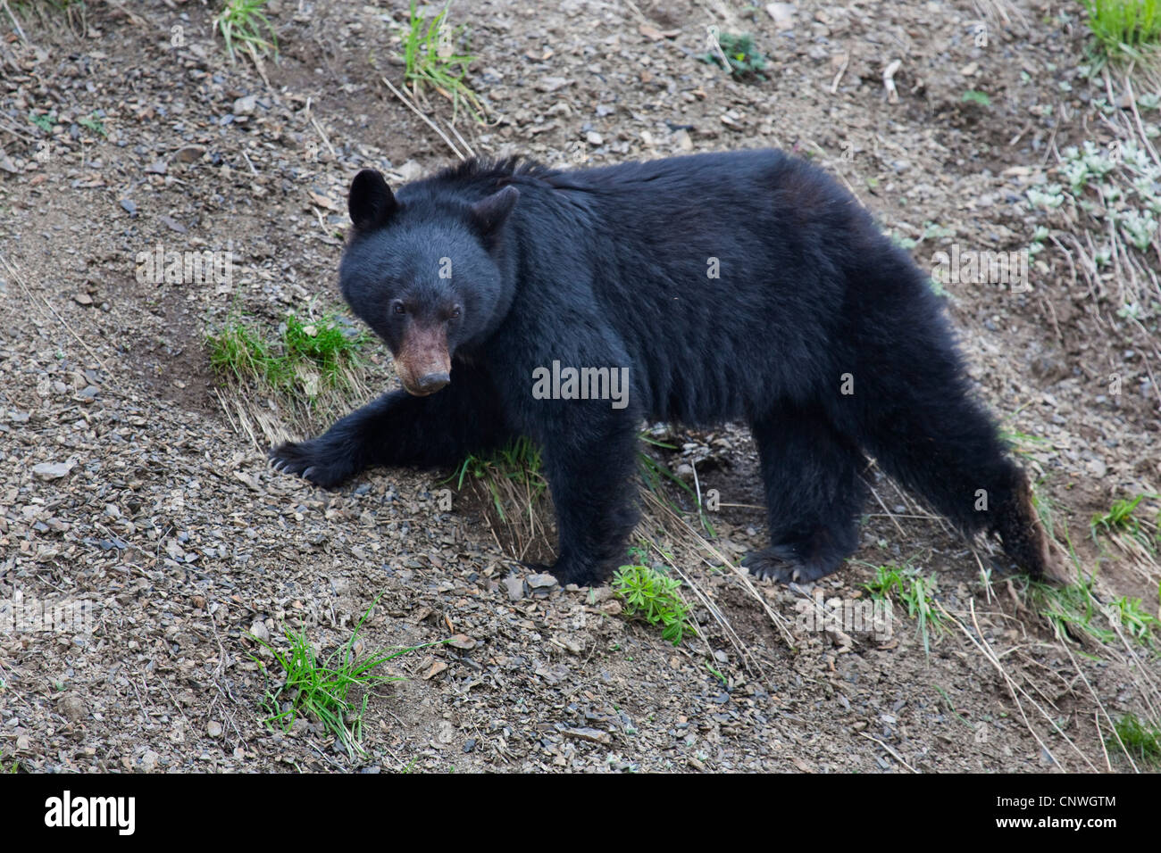 American black bear (Ursus americanus), on slope, USA, Washington, Olympic National Park Stock Photo