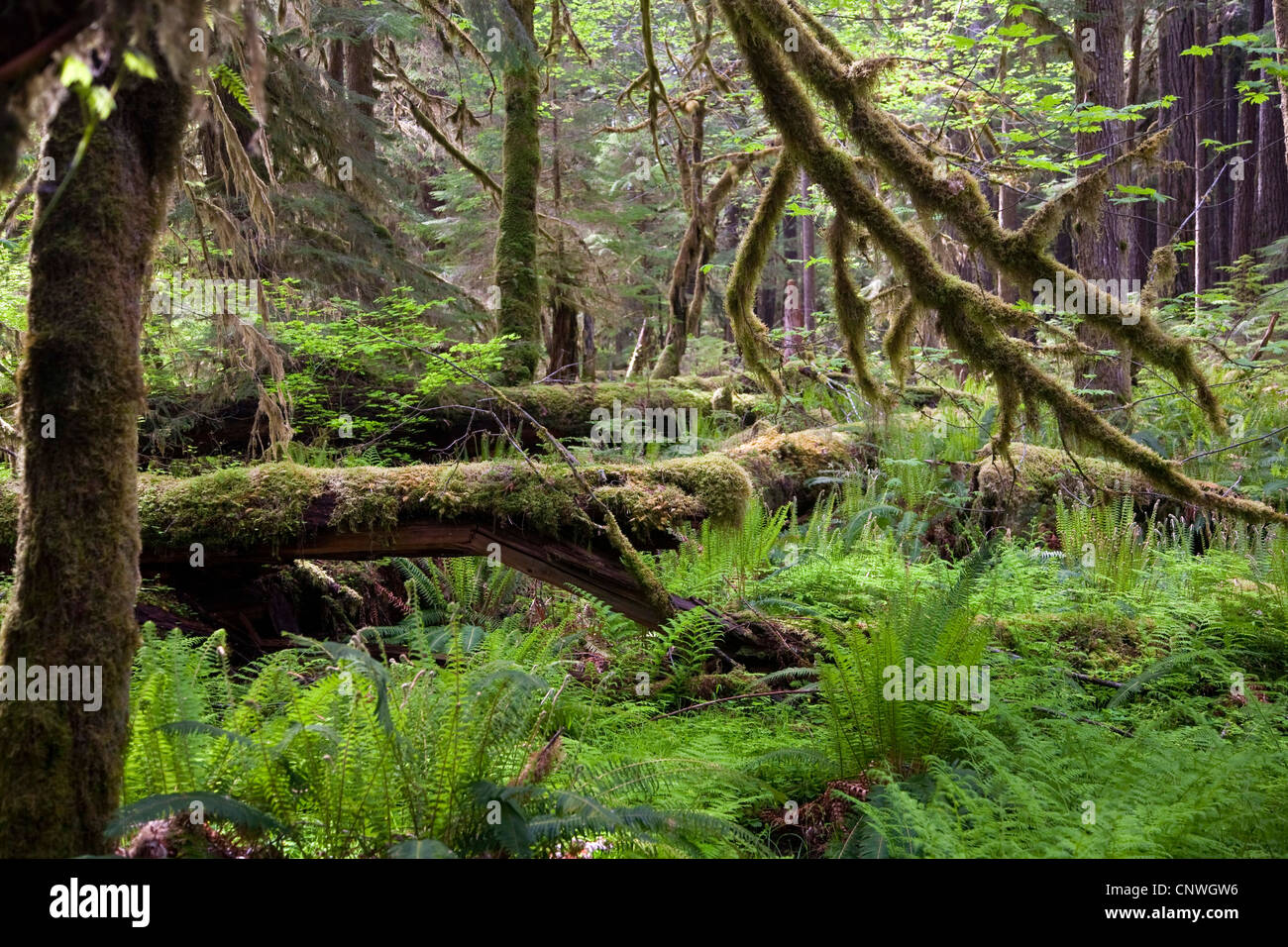 temperated rain forest, USA, Washington, Olympic National Park Stock Photo