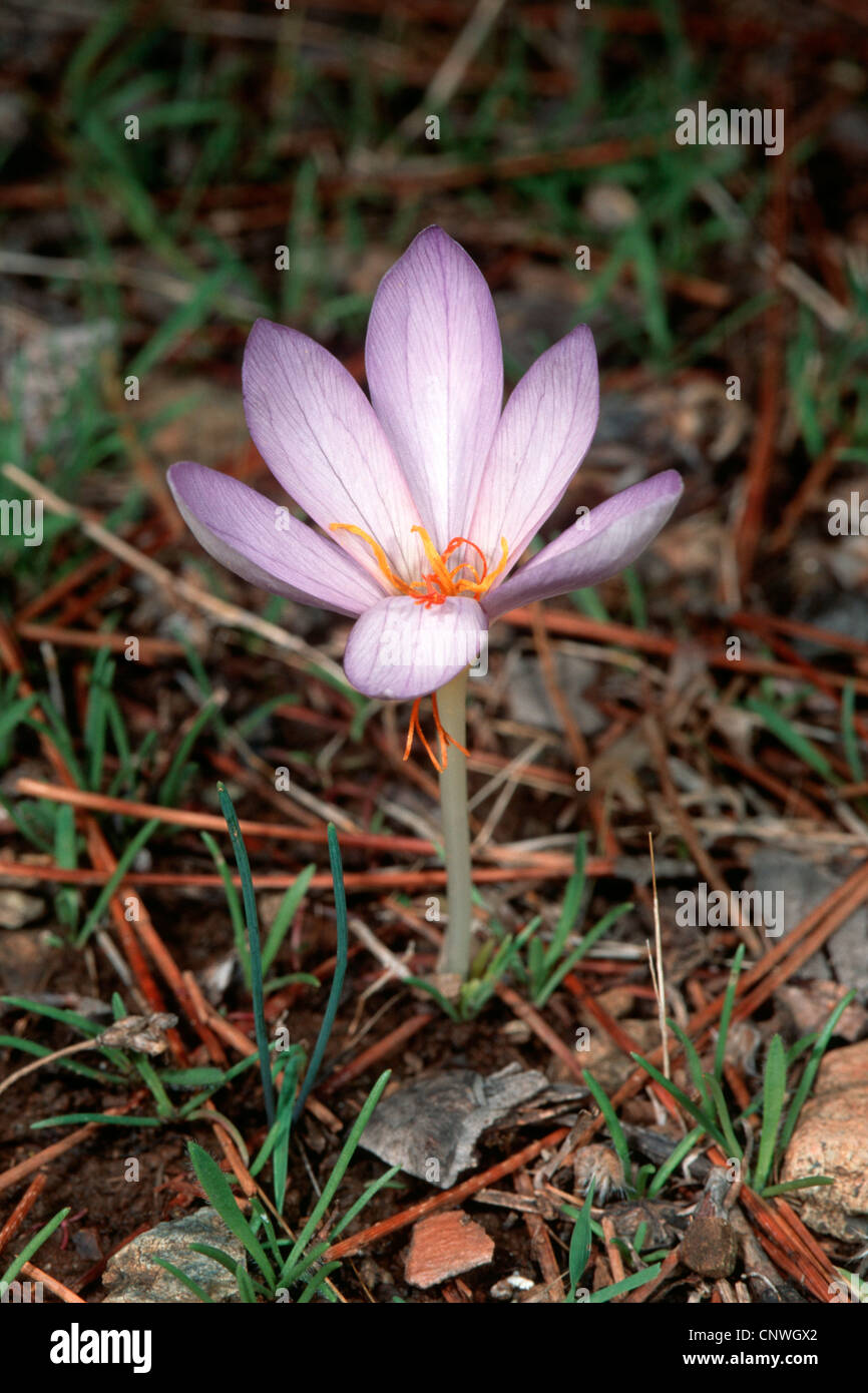 saffron (Crocus sativus), flower Stock Photo Alamy