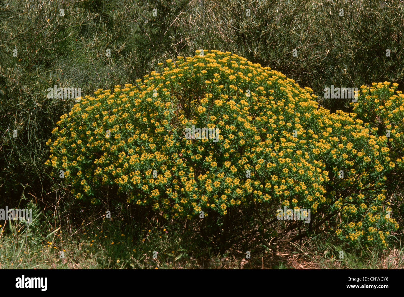 Greek Spiny Spurge (Euphorbia acanthothamnos), blooming, Greece Stock Photo