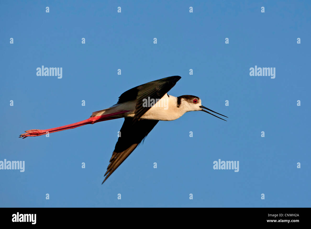 black-winged stilt (Himantopus himantopus), flying, Spain, Balearen, Majorca Stock Photo