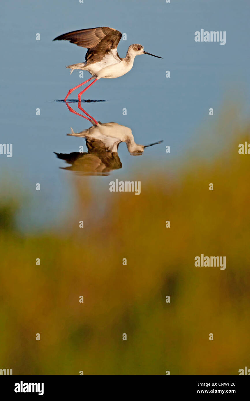 blackwinged stilt (Himantopus himantopus), standing in shallow water