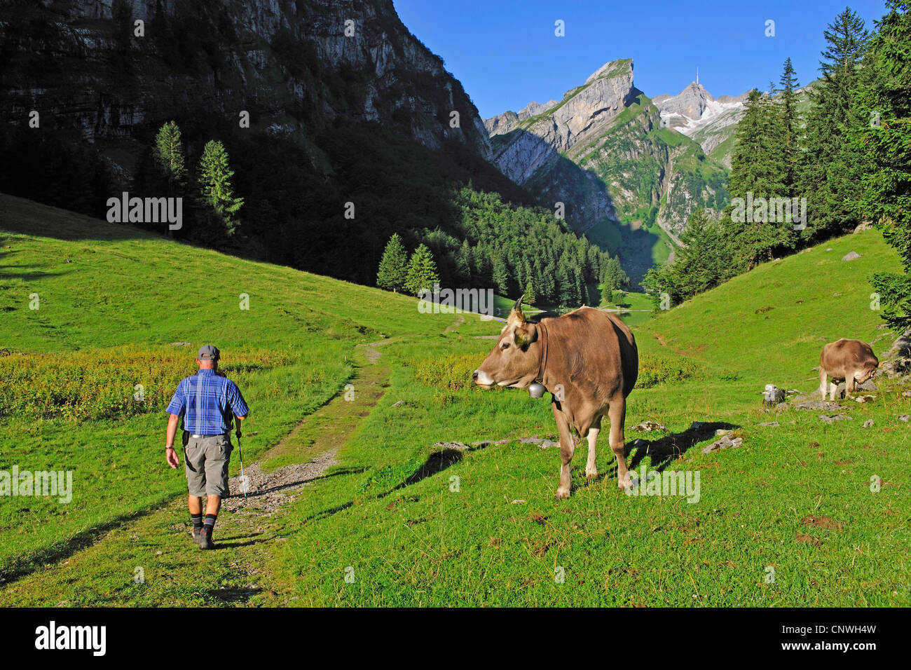 domestic cattle (Bos primigenius f. taurus), cow looking at a hiker, Switzerland, Appenzell , Alpsteingebirge Stock Photo