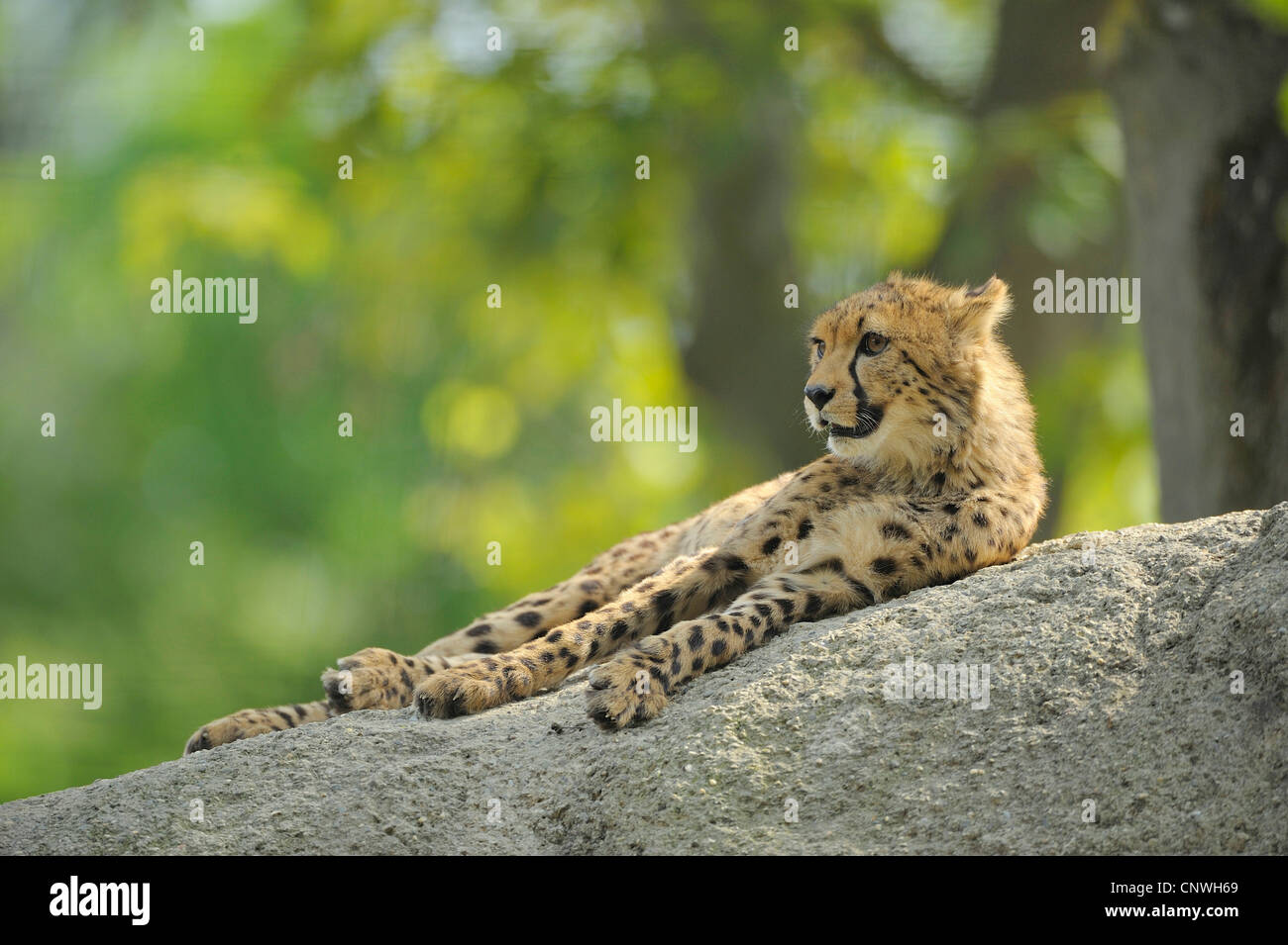 Cheetahs on rocks hires stock photography and images Alamy