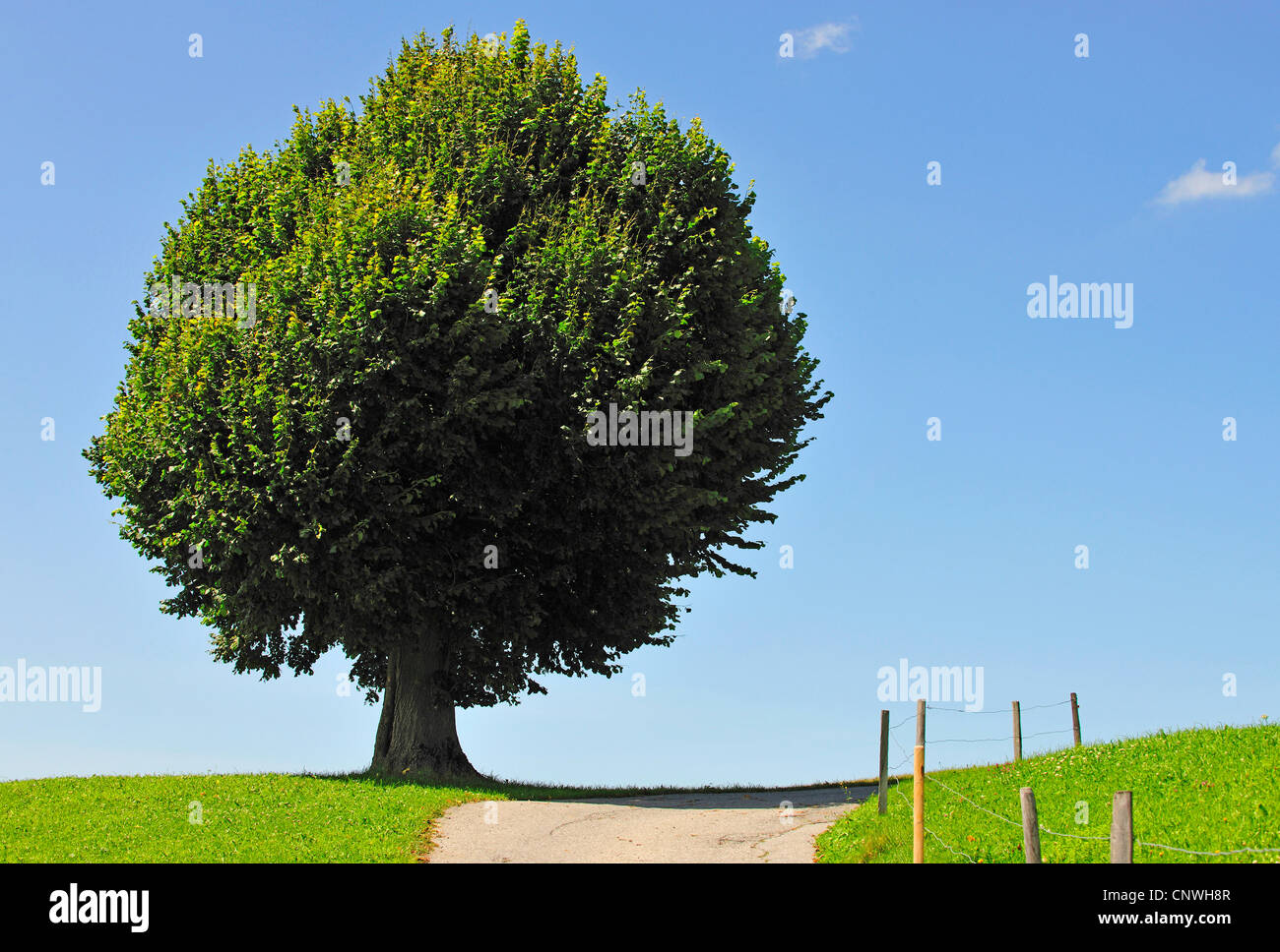 basswood, linden, lime tree (Tilia spec.), single tree at a path bend on a hill, Switzerland, Appenzell Stock Photo