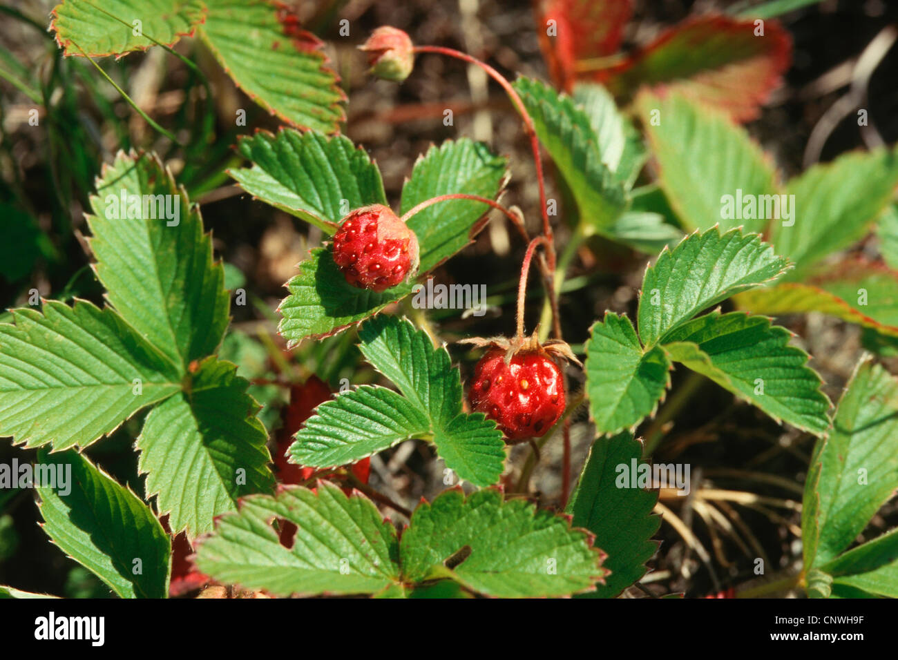 creamy strawberry, wild strawberry (Fragaria viridis), with fruits Stock Photo