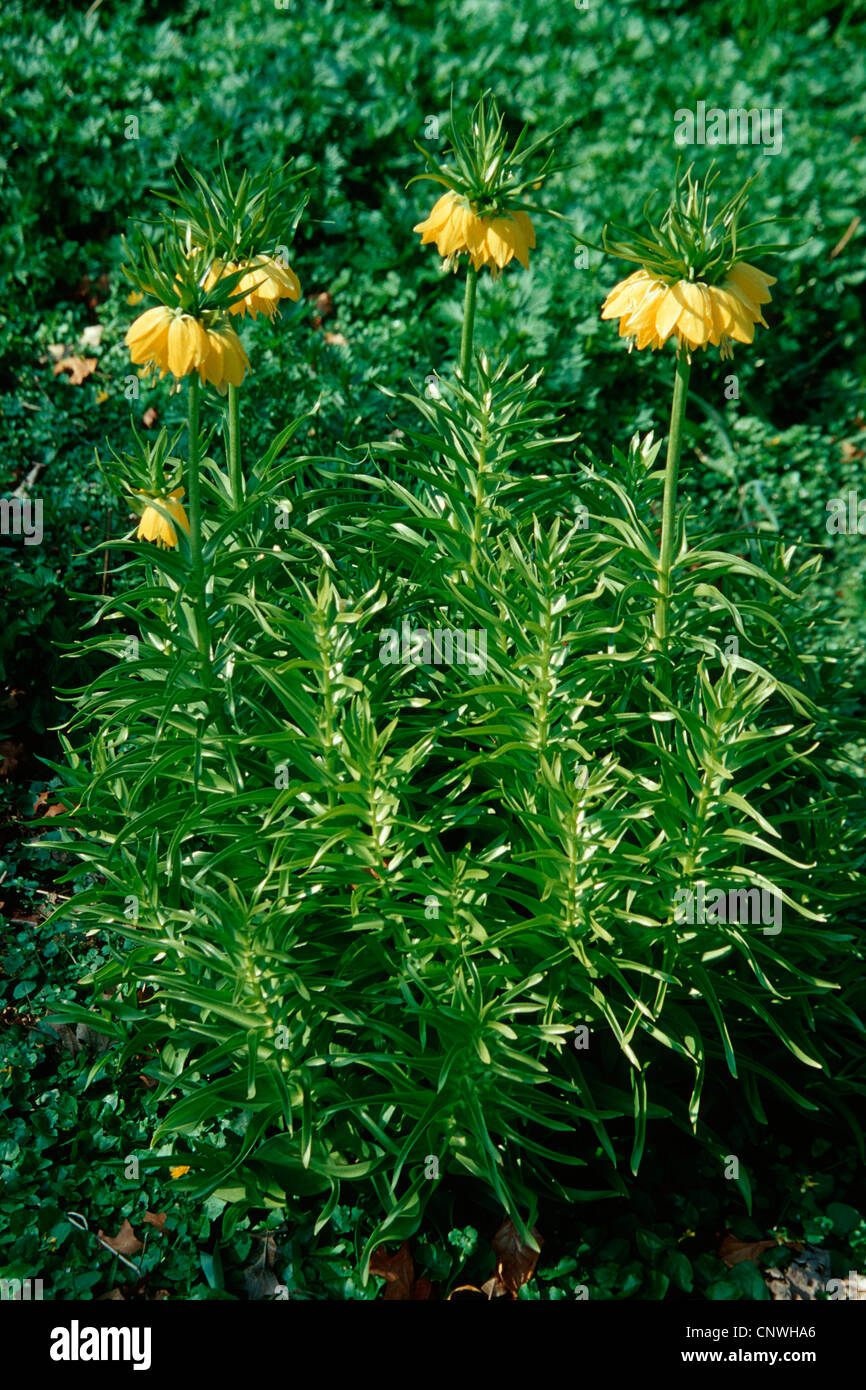 Crown imperial lily (Fritillaria imperialis 'Lutea', Fritillaria imperialis Lutea), blooming Stock Photo
