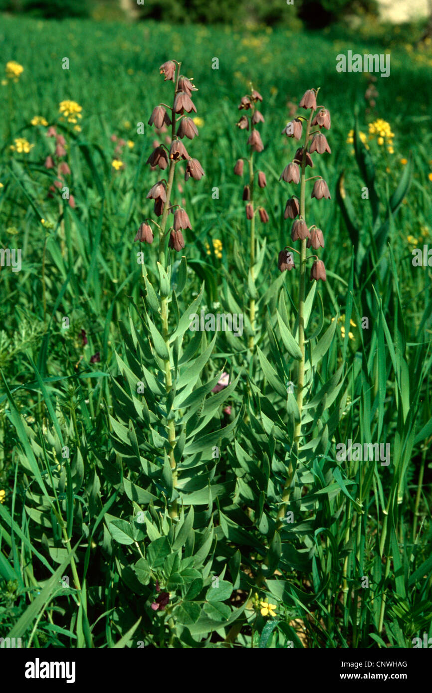 Persian fritillary (Fritillaria persica), blooming Stock Photo