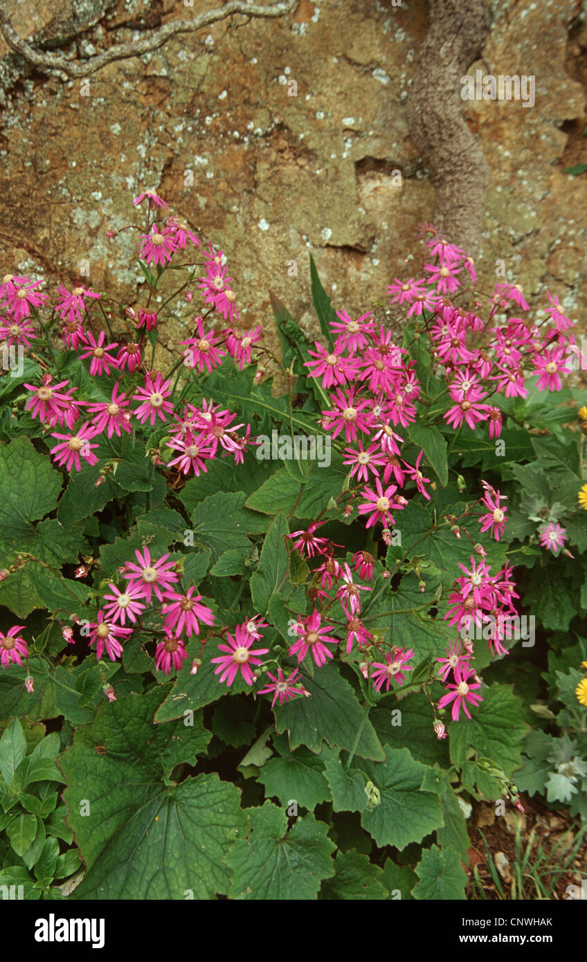 Cineraria, Ragwort (Pericallis tussilaginis), blooming, Canary Islands, Tenerife Stock Photo