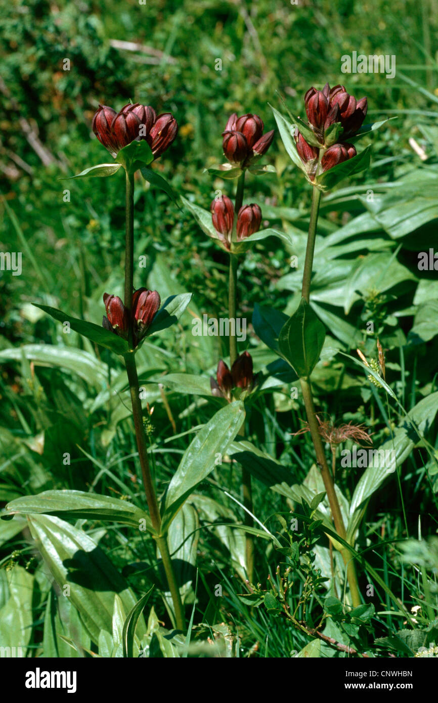 Pannonian gentian, Hungarian gentian, Brown gentian (Gentiana pannonica), blooming Stock Photo