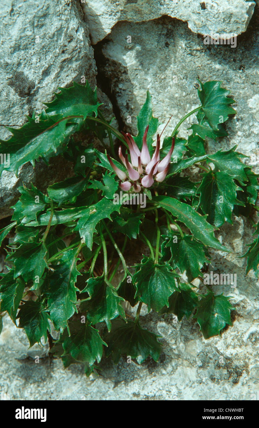 Physoplexis (Physoplexis comosa, Phyteuma comosum, Synotoma comosum