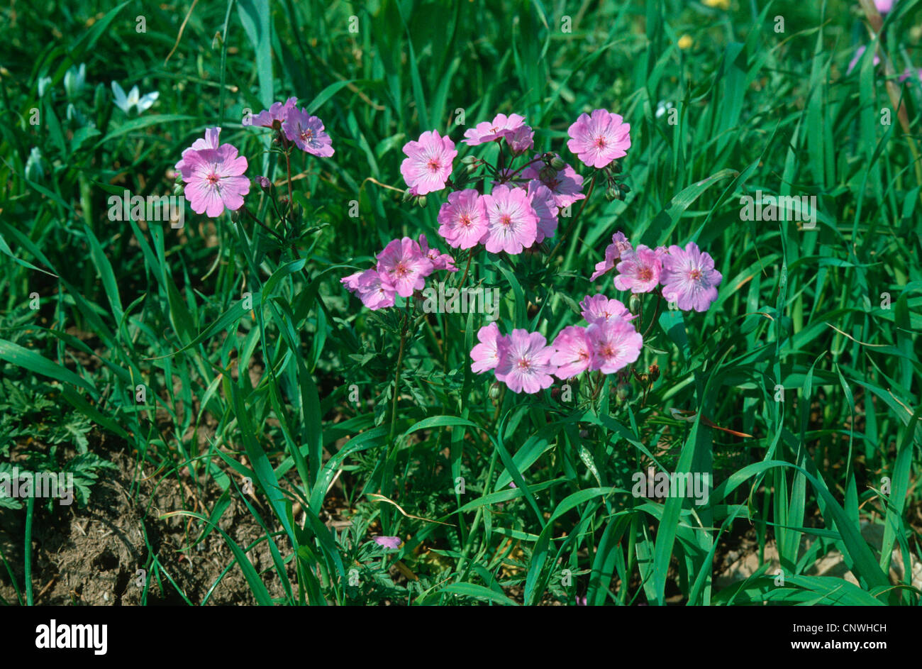 geranium (Geranium tuberosum), blooming Stock Photo