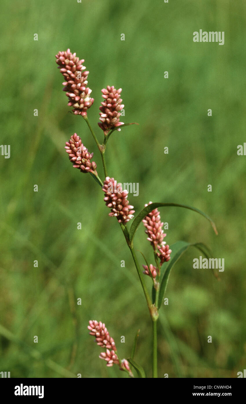 lady's thumb (Polygonum persicaria), blooming, Germany Stock Photo