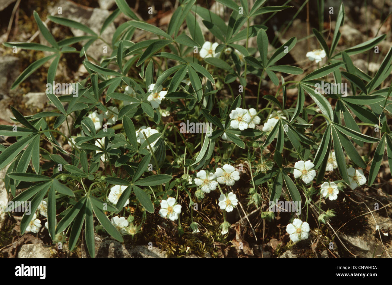 Potentilla alba (Potentilla alba), blooming, Germany Stock Photo