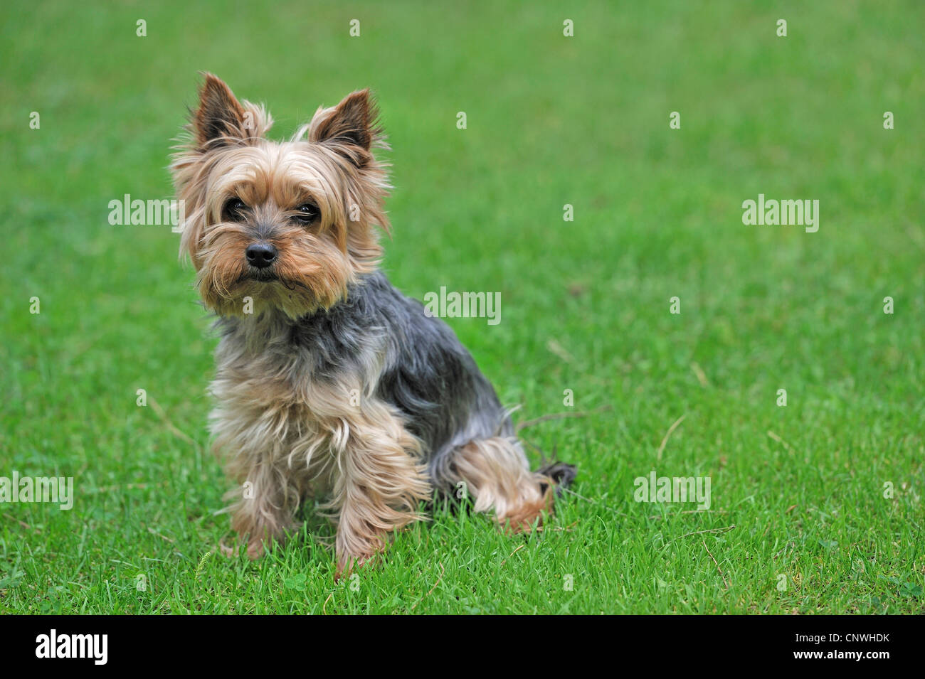 Yorkshire Terrier (Canis lupus f. familiaris), sitting in a meadow Stock Photo
