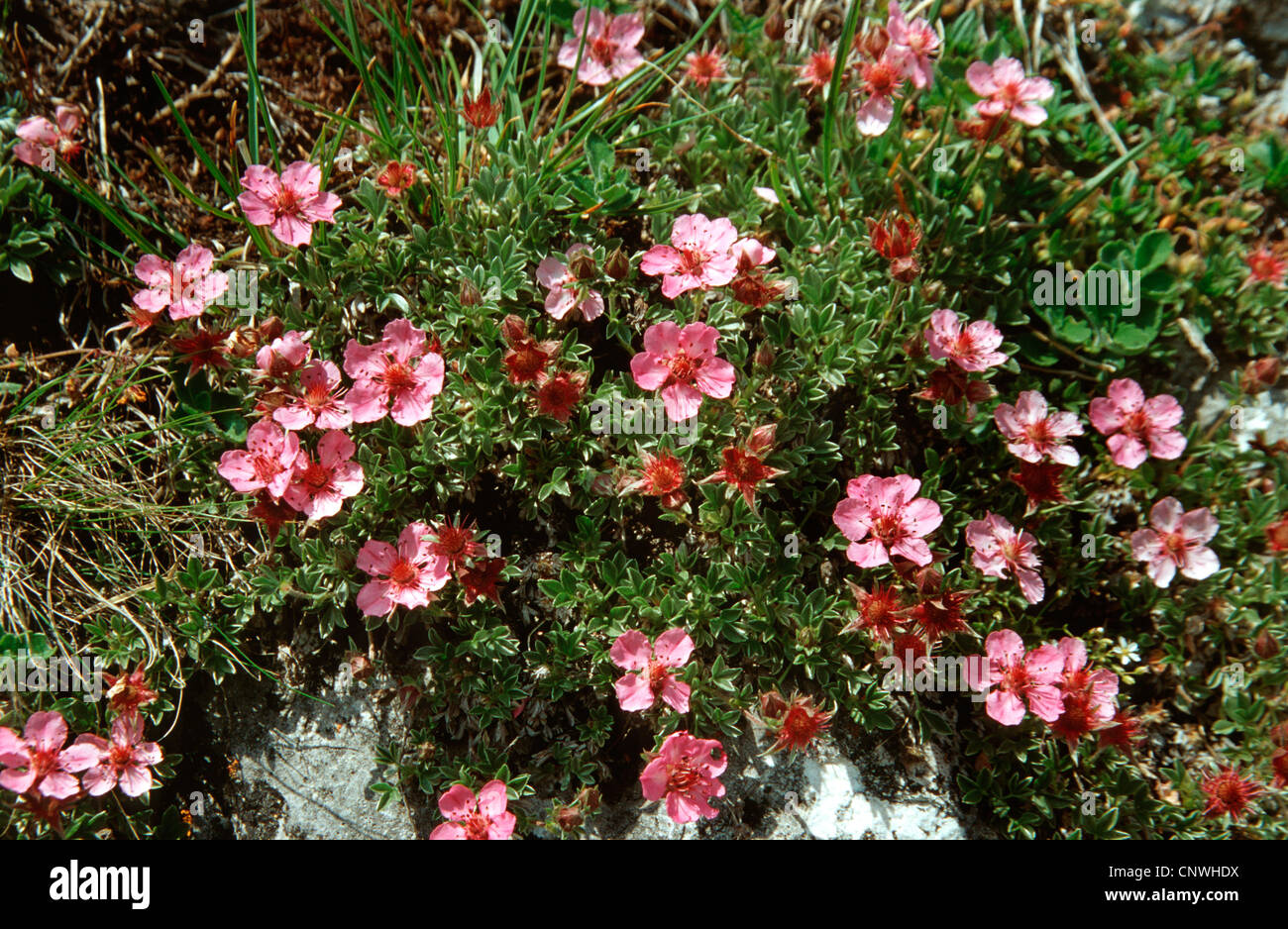 Dolomites cinquefoil (Potentilla nitida), blooming, Austria Stock Photo