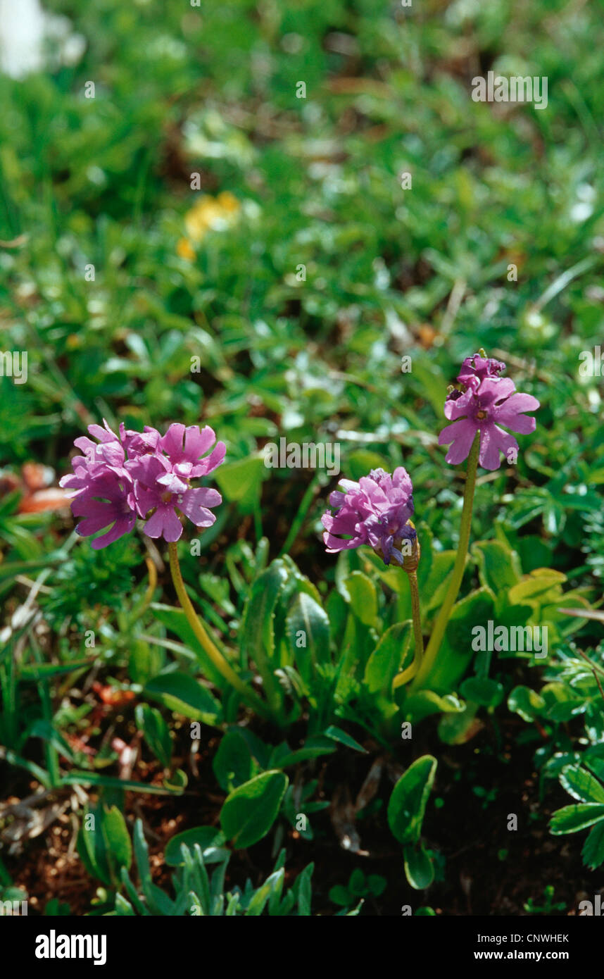 Primula glutinosa (Primula glutinosa), blooming Stock Photo
