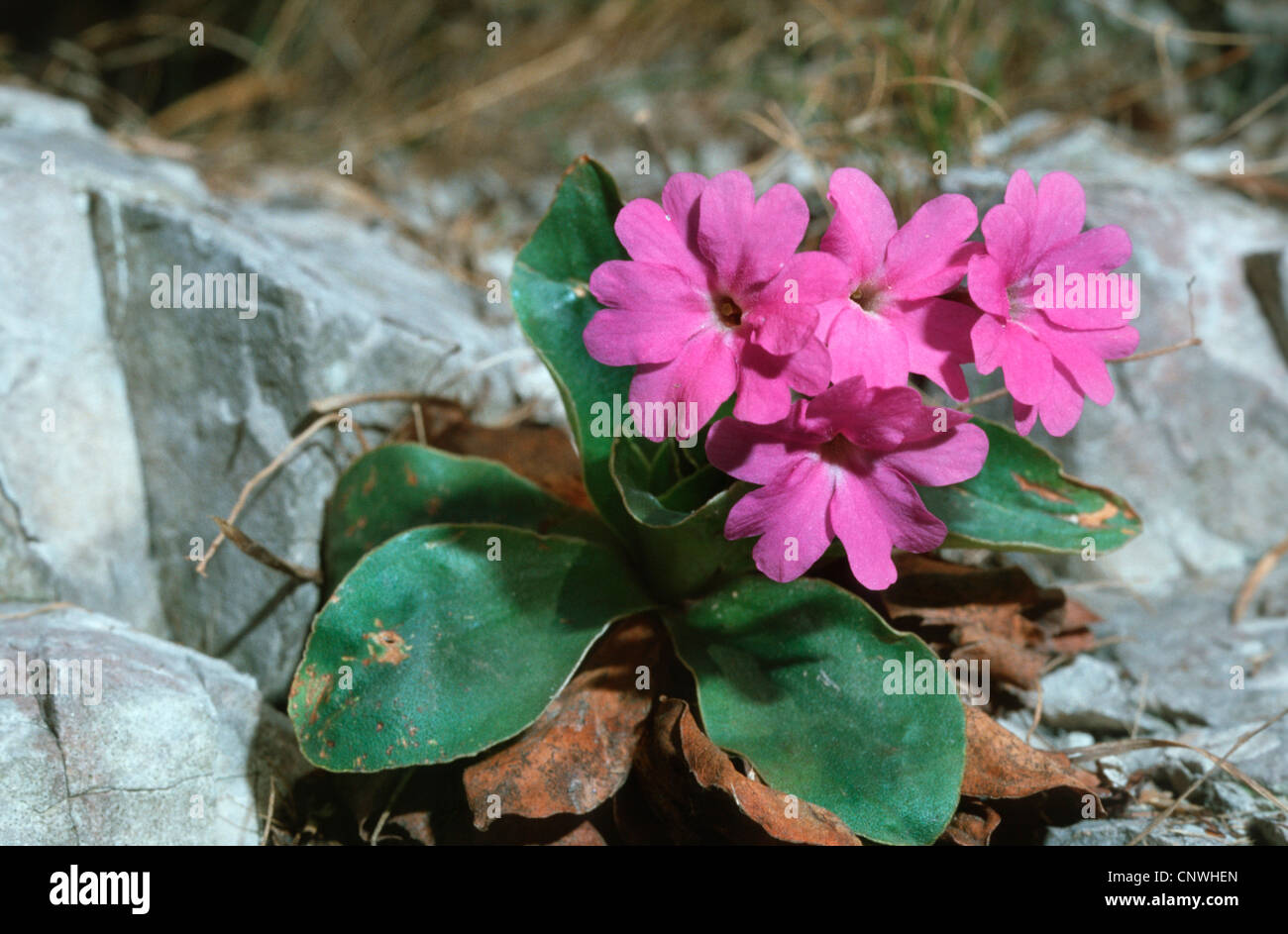 Primula spectabilis (Primula spectabilis), blooming, Germany Stock Photo