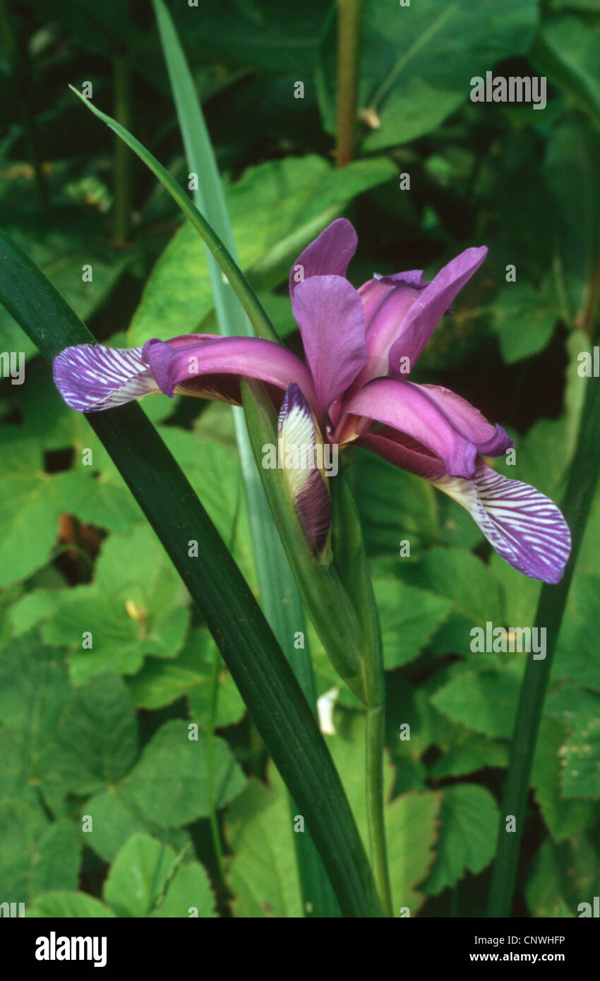 Iris graminea (Iris graminea), flower Stock Photo