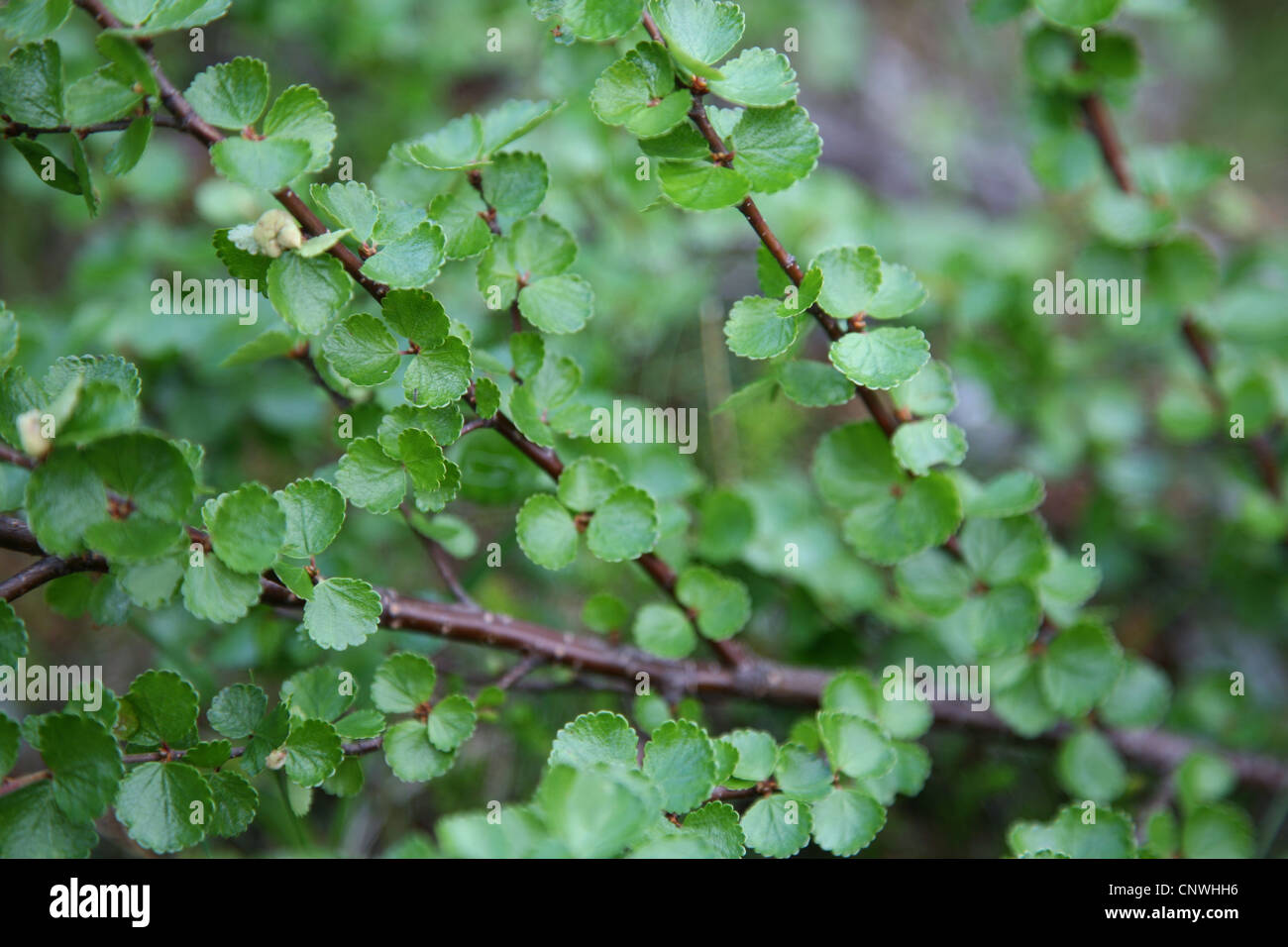 Dwarf Birch (Betula nana) in the Khibiny Mountains of the Kola Peninsula, Russia. Stock Photo