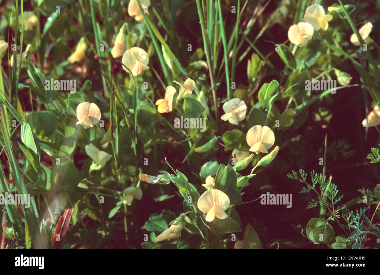 yellow vetchling (Lathyrus aphaca), blooming, Germany Stock Photo