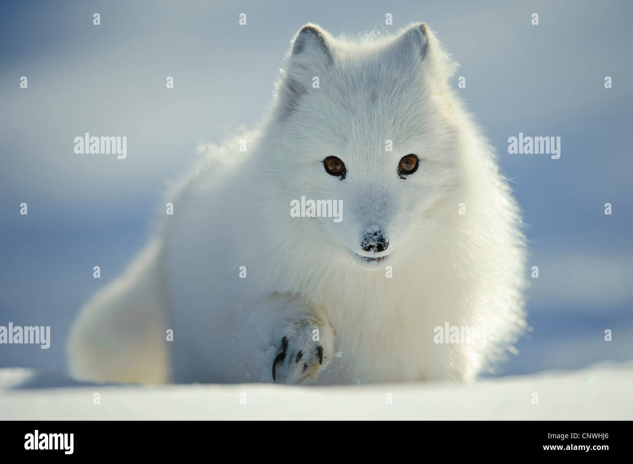 arctic fox, polar fox (Alopex lagopus, Vulpes lagopus), pup in snow, Norway, Lauvsnes Stock Photo